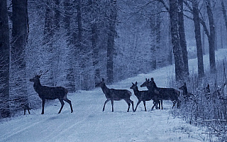 Jak pomagać dzikim zwierzętom zimą? Leśnicy wyjaśniają